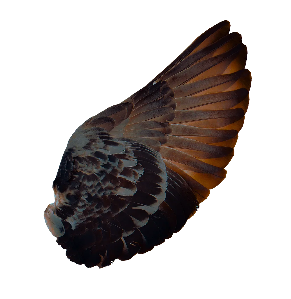 Greifvogel mit ausgebreiteten Flügeln